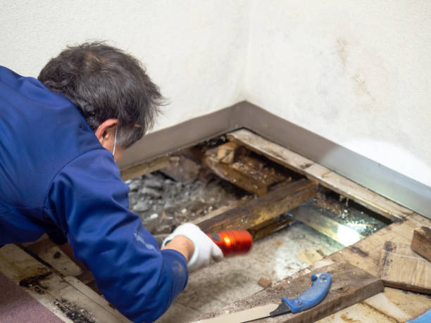 Best Home Mold Removal  in Richmond, CA