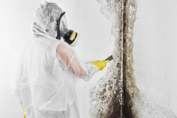 Best Mold Remediation Experts  in Richmond, CA