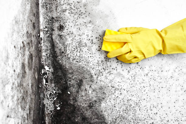 Best Crawl Space Mold Removal  in Richmond, CA