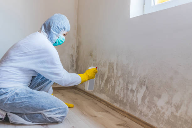 Best Mold Damage Repair  in Richmond, CA