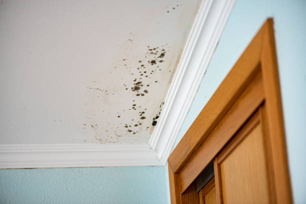 Best Water Damage Restoration  in Richmond, CA