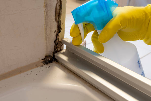Best Affordable Mold Removal  in Richmond, CA