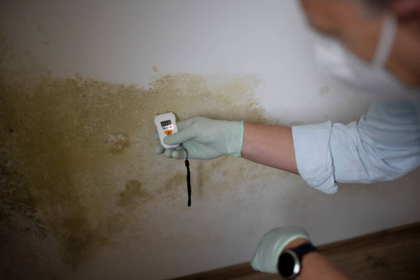 Best Same-Day Mold Removal  in Richmond, CA