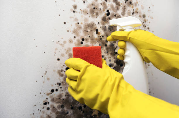 Best Commercial Mold Removal  in Richmond, CA