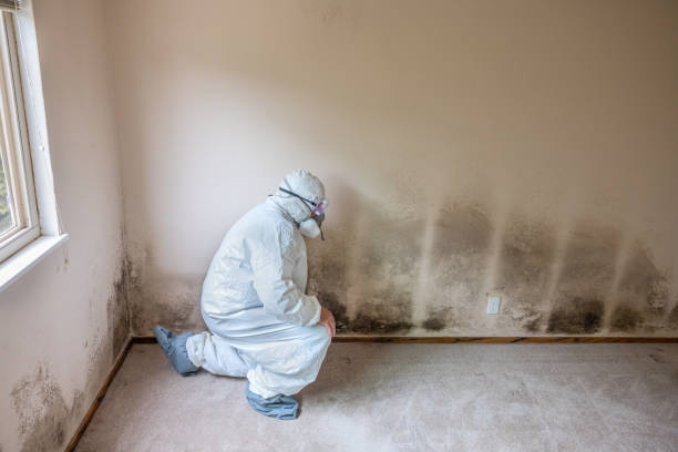 Best Professional Mold Removal  in Richmond, CA