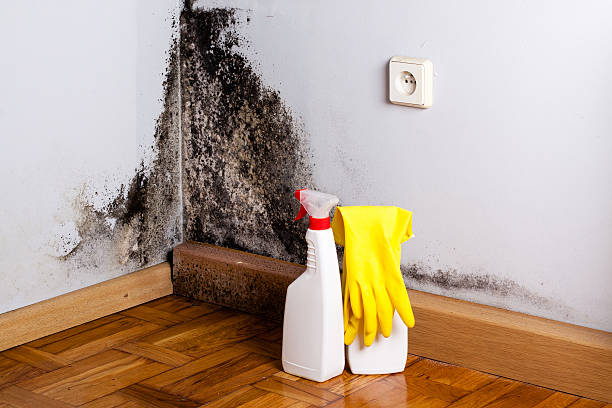 Best Commercial Mold Removal  in Richmond, CA
