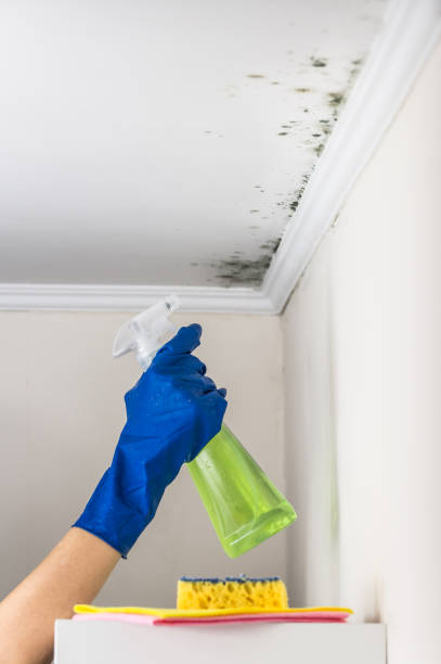 Best Black Mold Removal  in Richmond, CA