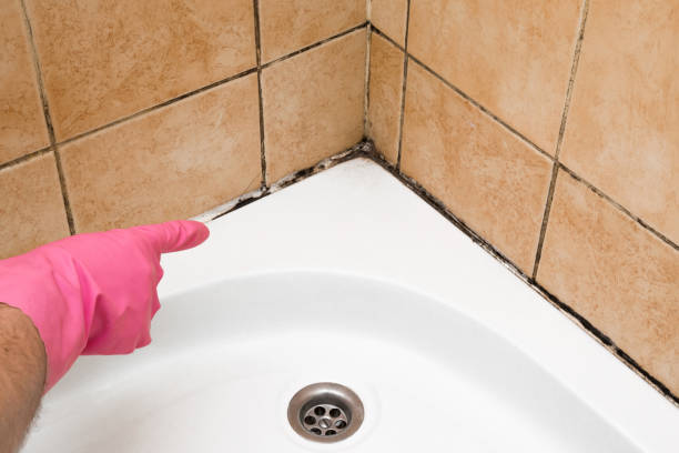 Best Mold Removal Company Near Me  in Richmond, CA